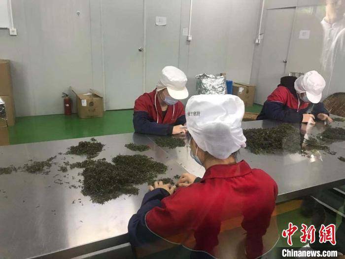 制茶工人们筛选茶叶 赵强 摄