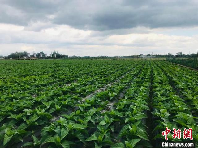探访中国雪茄之乡什邡:5g护航智慧农业发展 小烟叶滋养大产业