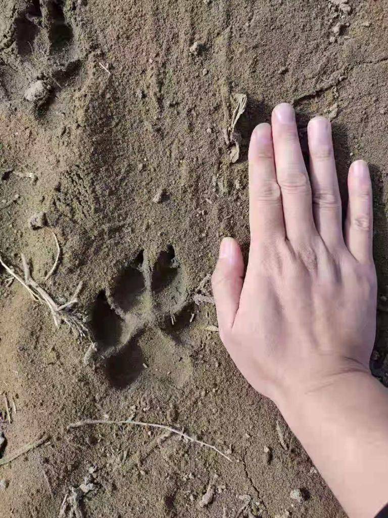 村民拍摄的疑似狼爪印.新华社发(龙沙区委宣传部提供)