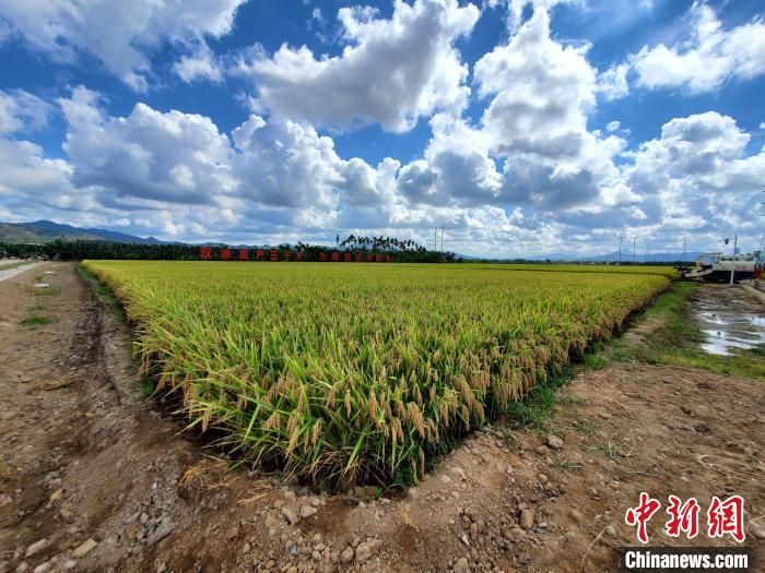 杂交水稻亩产3000斤图片