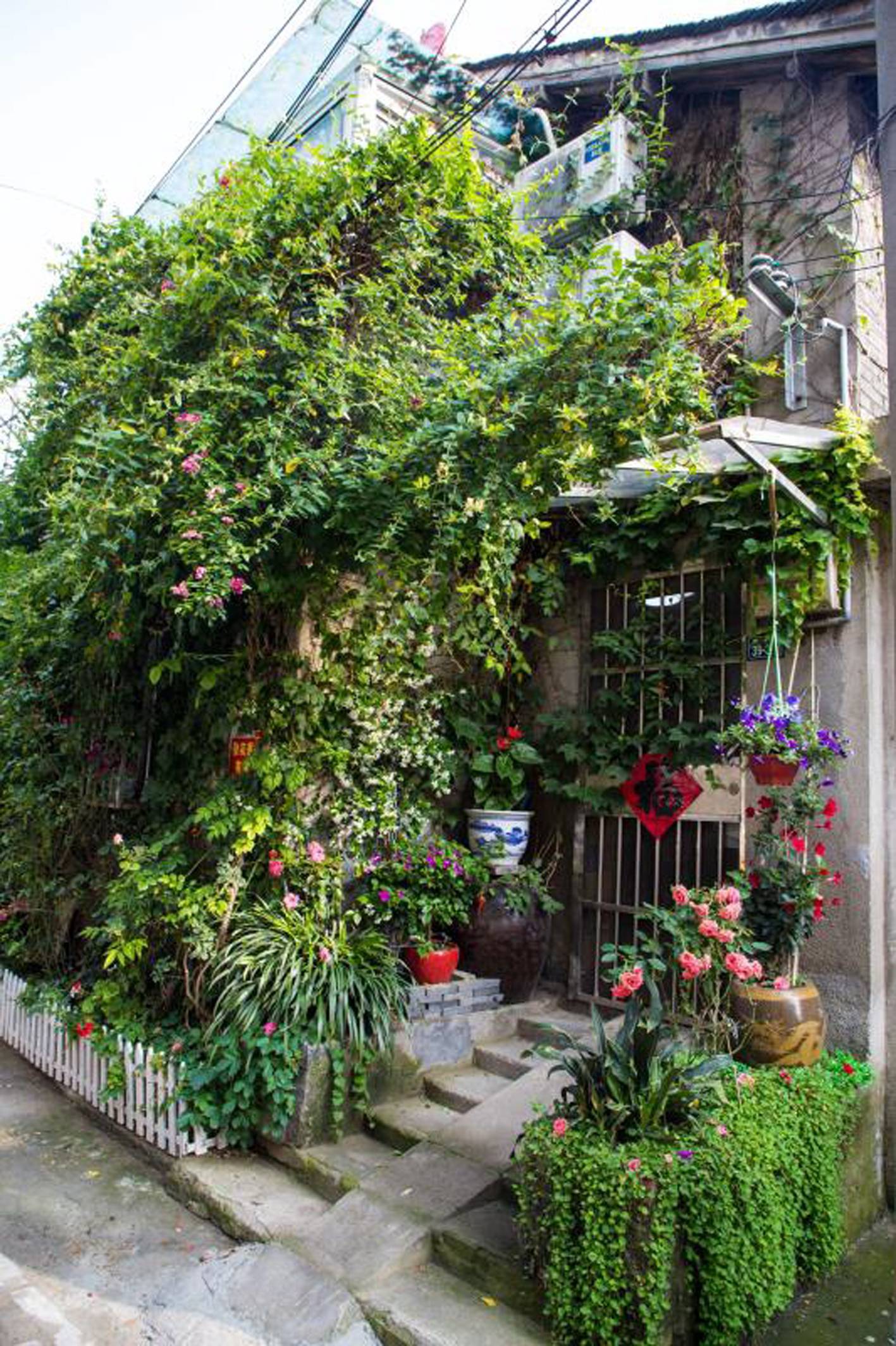 月月有花开日日有花赏看扬州老巷中的网红花墙