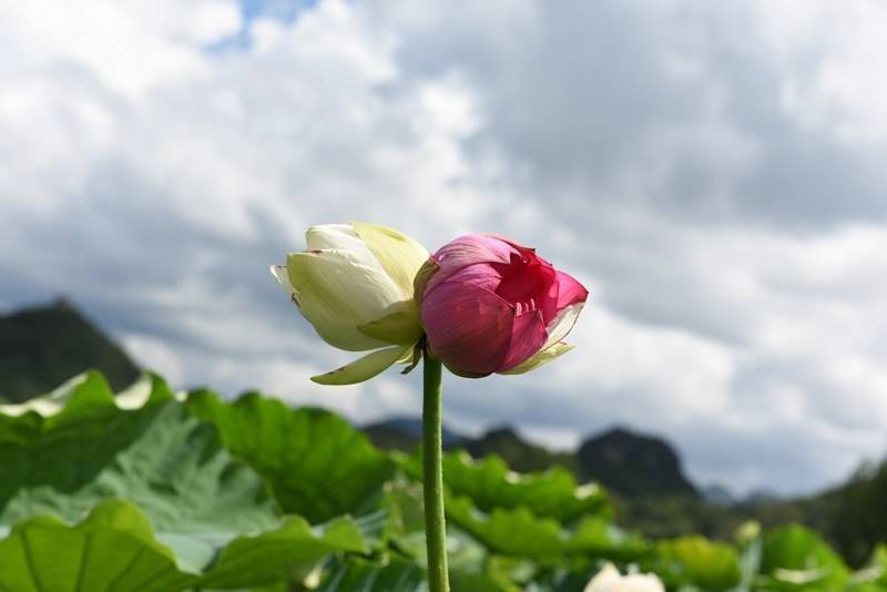 并蒂莲又称并头莲,同心芙蓉,合欢莲,瑞莲,属于荷花中的千瓣莲类,是花