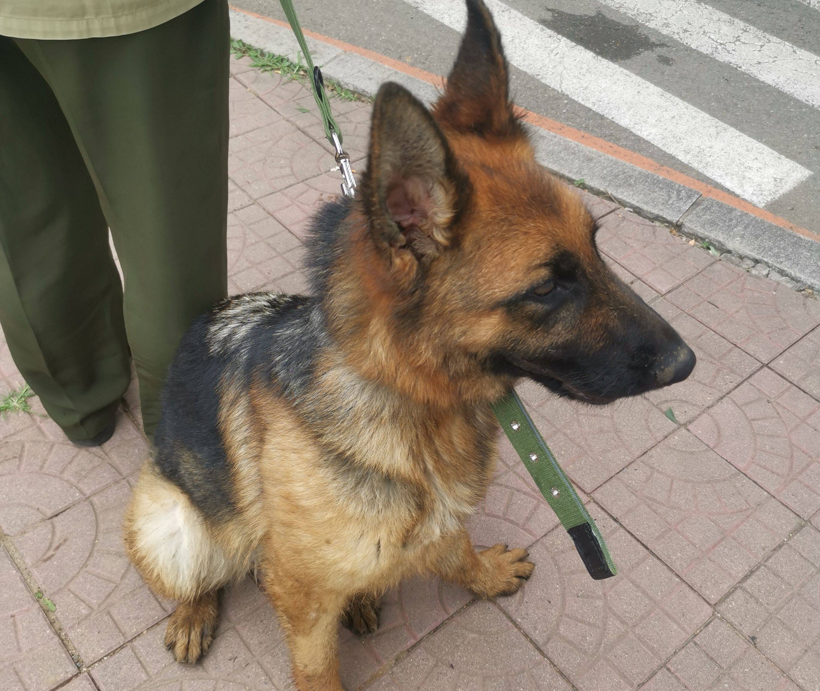 54只淘汰警犬半天内卖光,最高拍卖价33万元,买犬者不得弃养