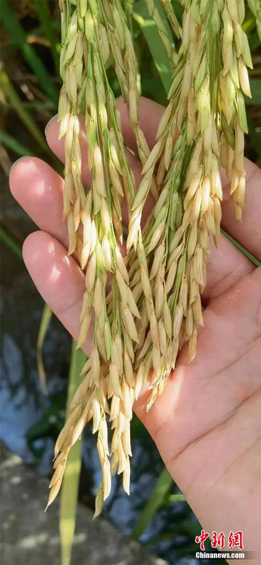 有望成为100%中国原创的水稻新品种