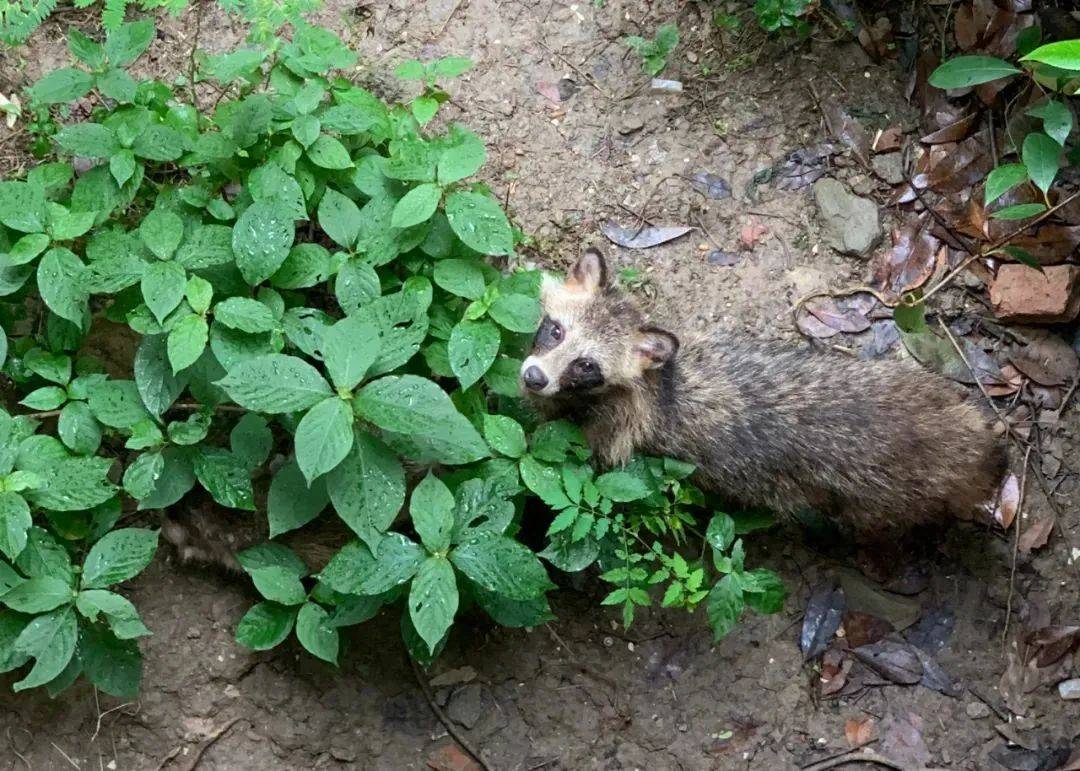 武汉一小区居民拍摄的貉.来源:武汉动物园
