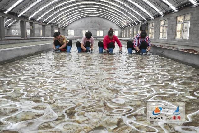 连云港紫菜育苗忙