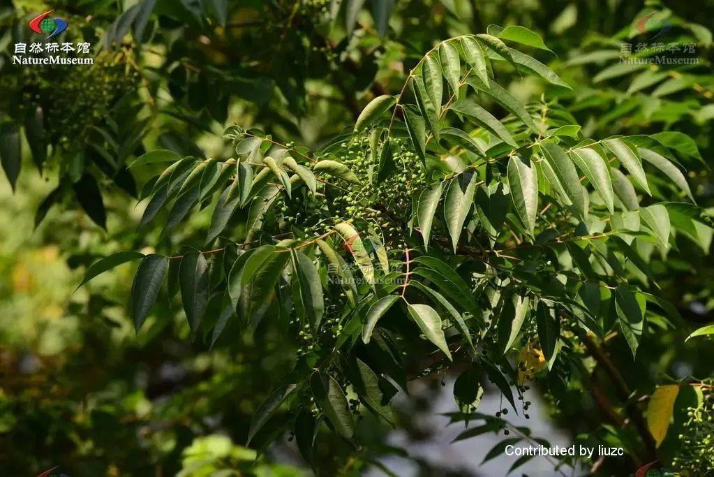 漆树皮炎是夏季常见的接触漆树科植物后(包括野葛,毒橡树,毒漆树)