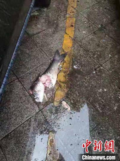 "寻短"草鱼已身首分离.宜宾市叙州区警方 供图