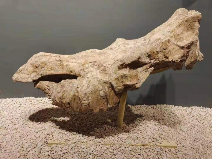 这是临夏副板齿犀的头骨(和政古动物化石博物馆供图)