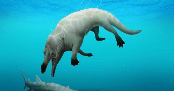 埃及发现远古四足鲸鱼化石 以死神名字命名