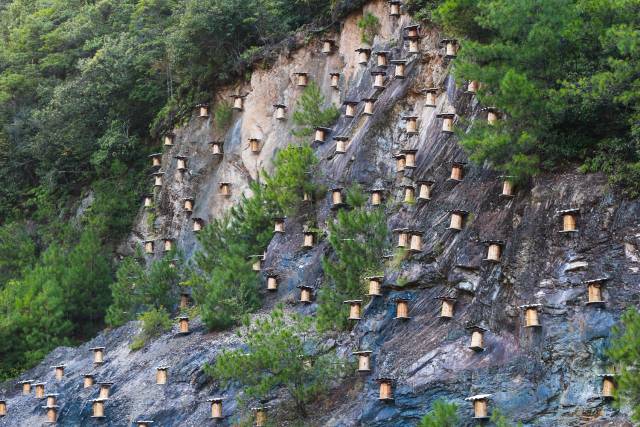 稀奇!千岛湖畔屏湖村有人建了一处"蜜蜂崖"
