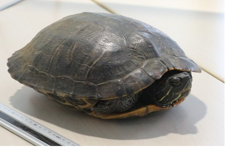 24日在成田机场被捕获的乌龟紧缩四肢,从壳中探出头来,看起来也受到了