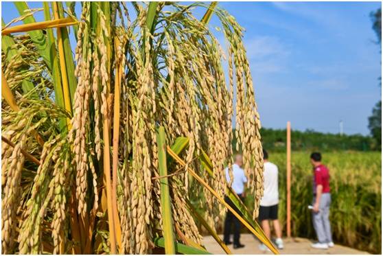 一株巨型水稻含稻穗最低就有360粒.邹乐摄