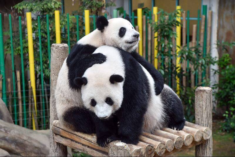 大熊猫靓靓和谊谊