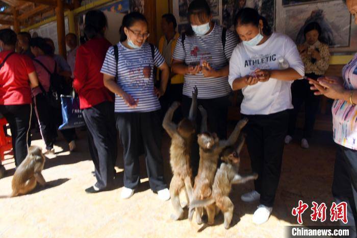猴子与游客和谐相处. 蒋雪林 摄