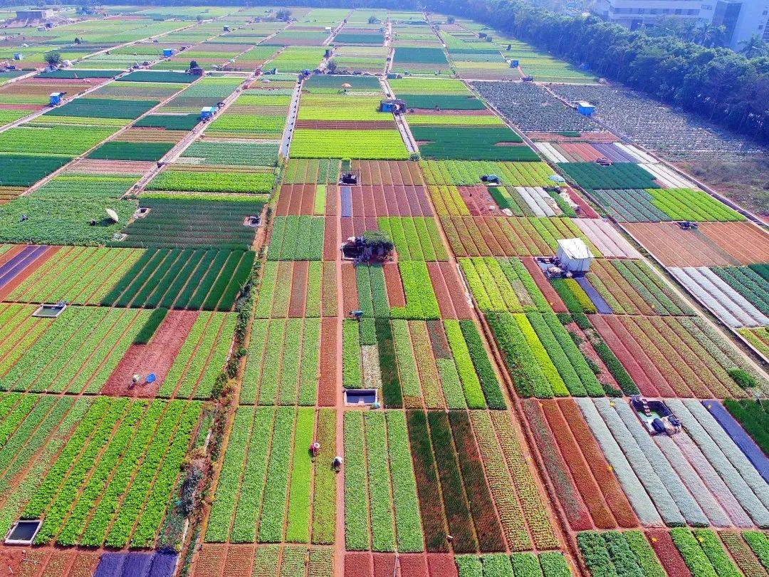 国庆长假,一起看看我们的田