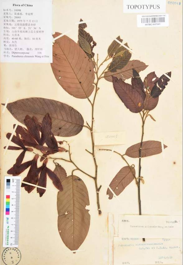 裴盛基,李延辉采集的望天树模式标本.西双版纳热带植物园供图