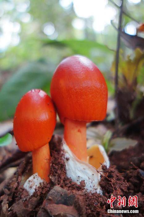 红黄鹅膏菌.左凌仁 摄