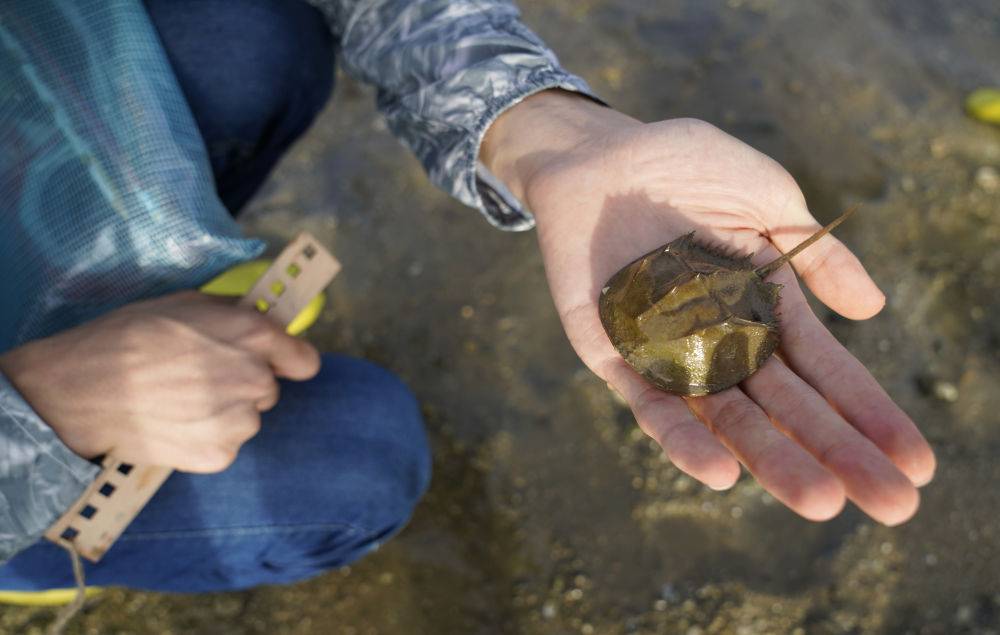 志愿者在北海金海湾红树林生态旅游区发现的中国鲎幼鲎.