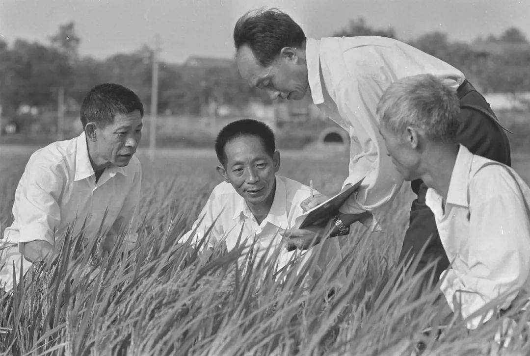 世界粮食日丨袁隆平的"禾下乘凉梦",已经实现!