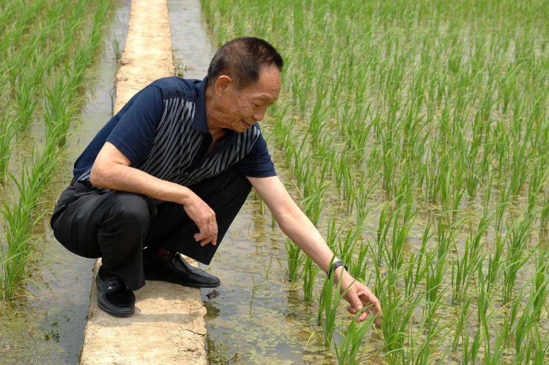 世界粮食日丨袁隆平的"禾下乘凉梦",已经实现!