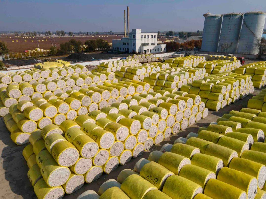 遍地"金蛋"!新疆棉收购现场太舒适了