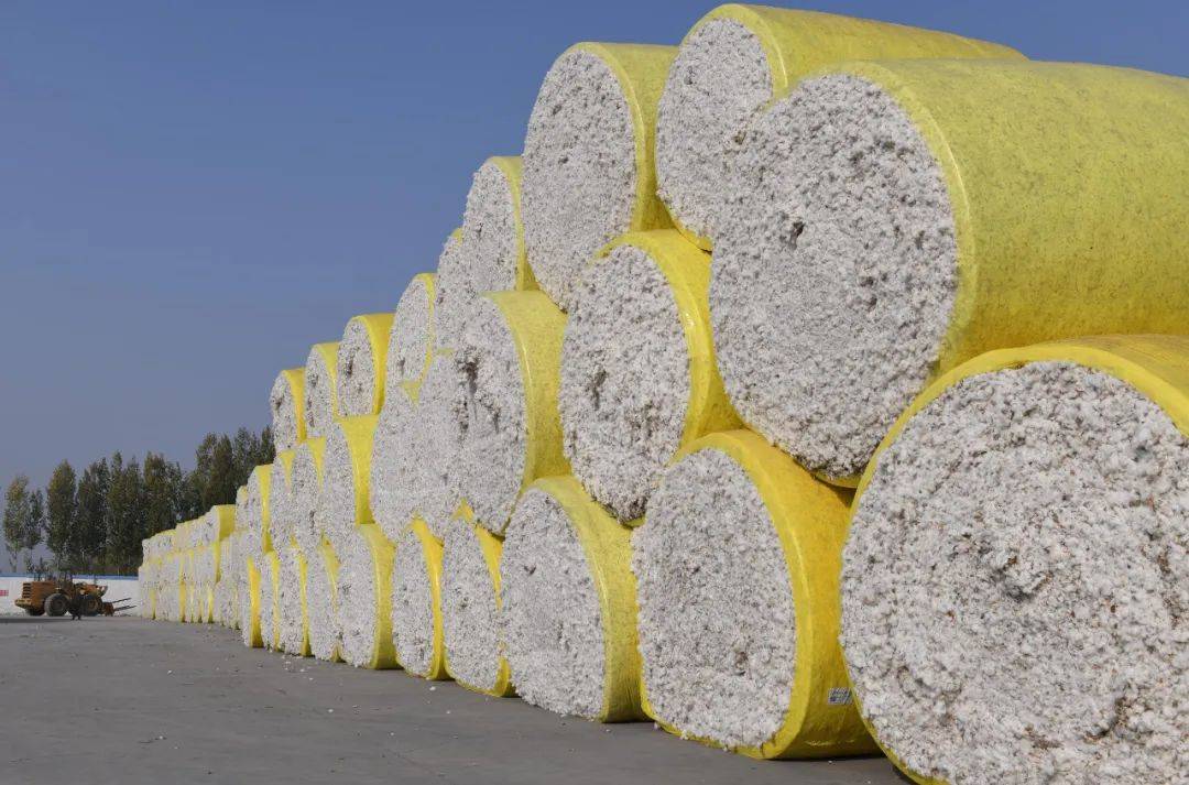 遍地"金蛋"!新疆棉收购现场太舒适了