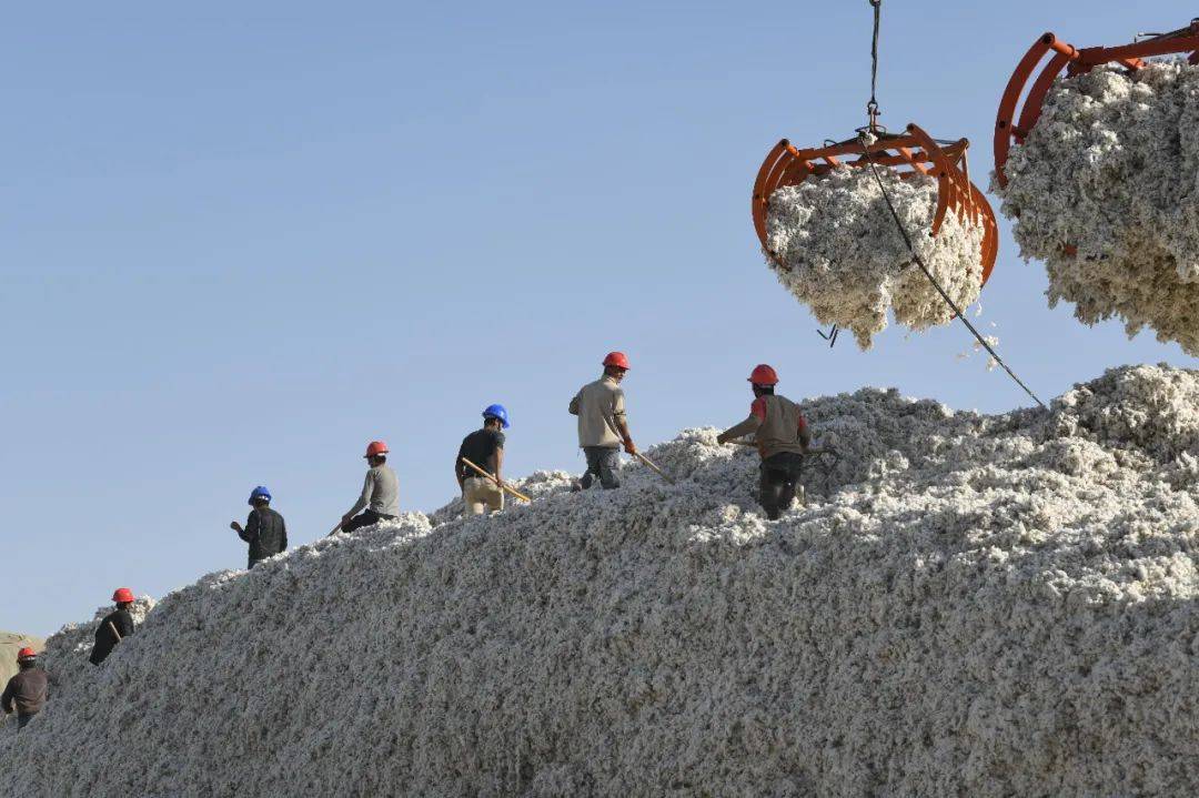 遍地"金蛋"!新疆棉收购现场太舒适了