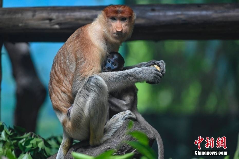 图为一只长鼻猴宝宝依靠在其母亲jasin怀里. 中新社记者 陈骥旻 摄