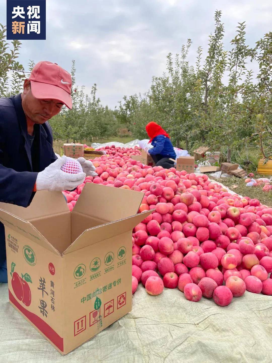 用善良回报善良!越野赛幸存选手帮放羊大叔卖苹果