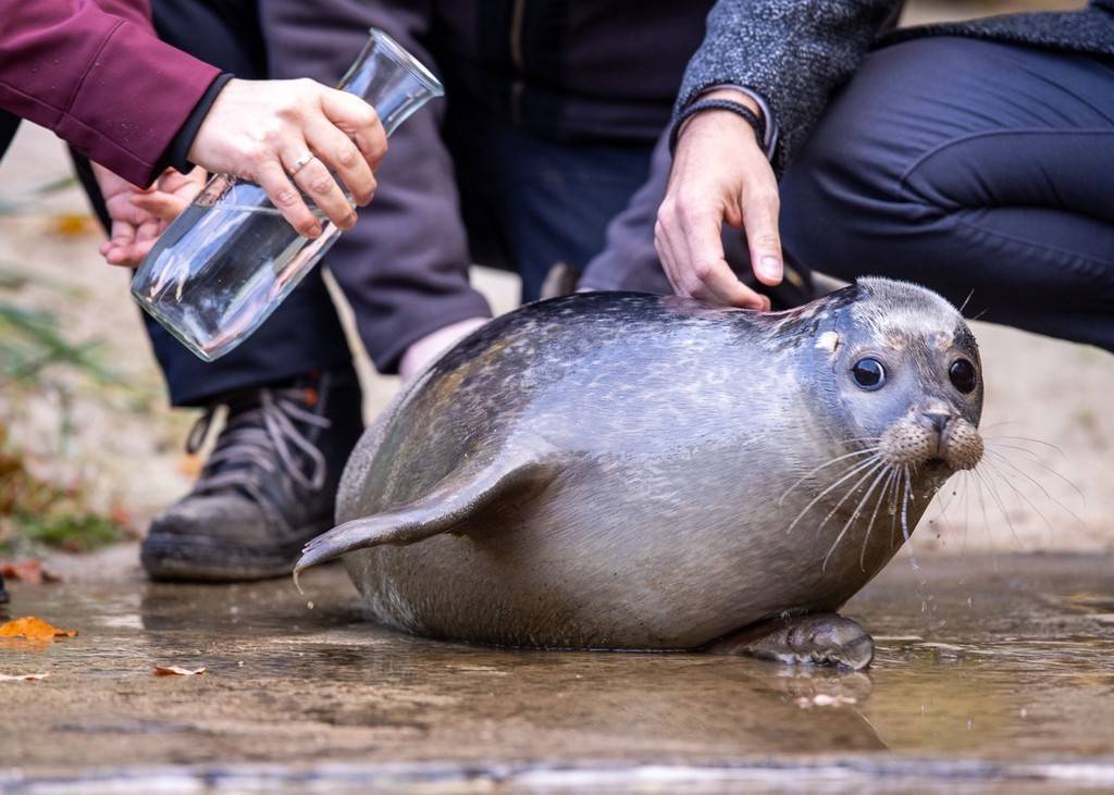 畅游德国罗斯托克动物园超萌小海豹萨米成焦点