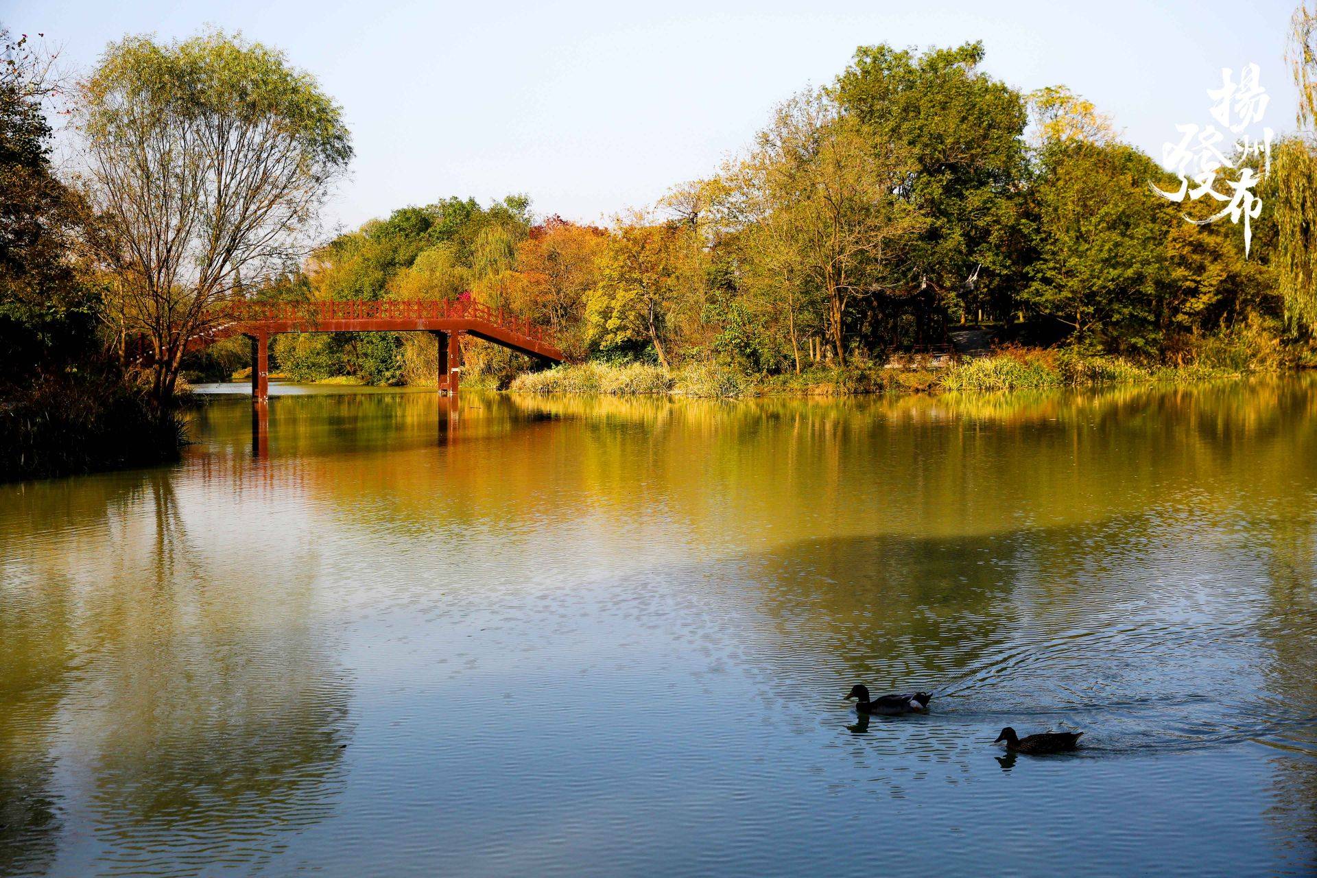 初冬时节,扬州宋夹城公园迎来最美赏景季.