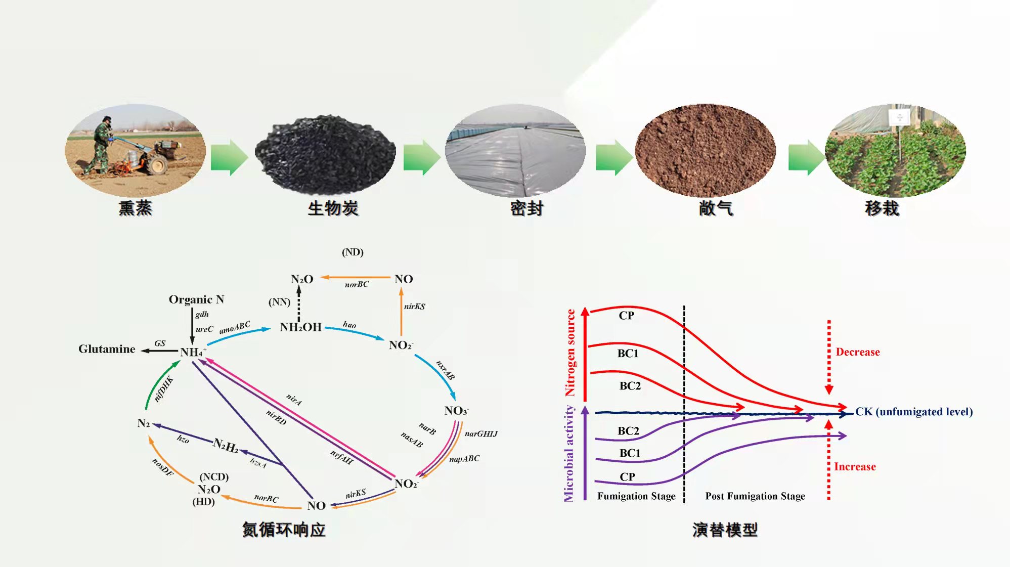 土壤消毒後微生物群落怎麼恢復研究發現生物炭可以幫忙