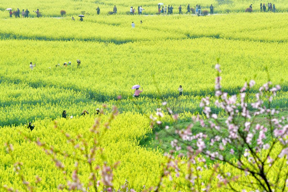 3月15日,游客在湖南省娄底市双峰县锁石镇的万亩油菜花基地踏青赏花