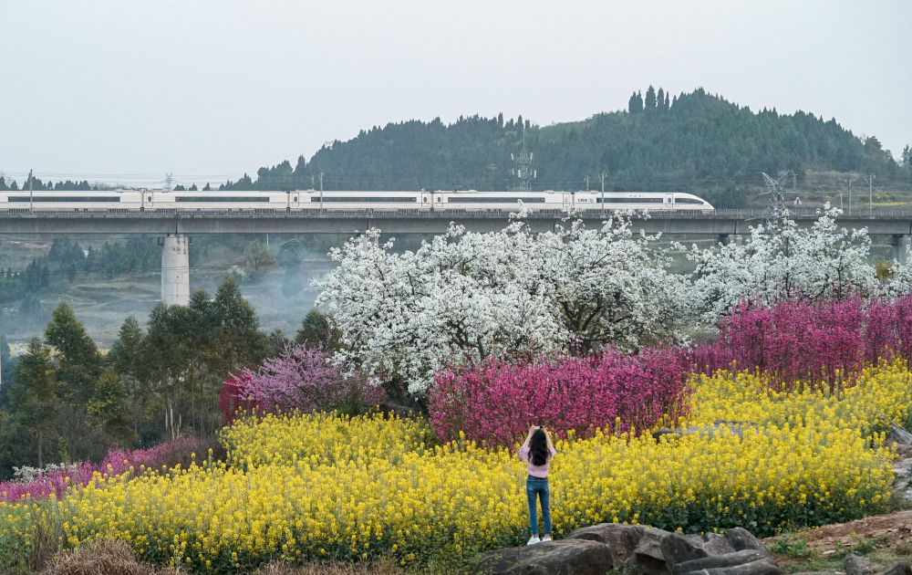 3月14日,在四川省德阳市罗江区白马关镇,市民拍摄行驶在花海中的高铁