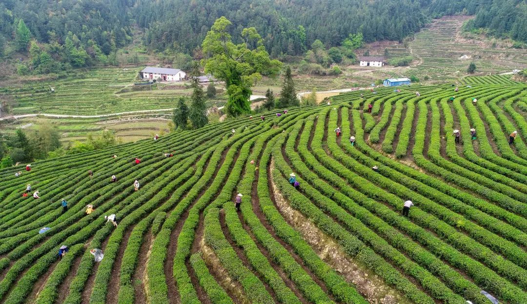 除了春分茶,春季還有