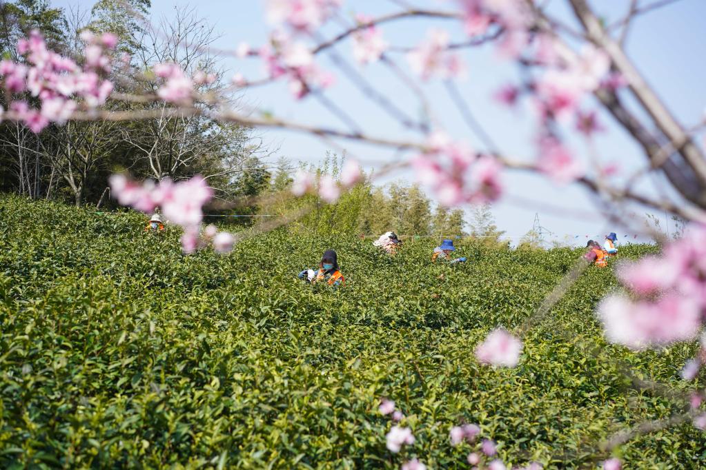 南京黄龙岘上抢采明前茶