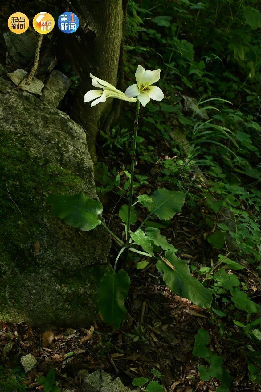 陕西秦岭首次发现荞麦叶大百合