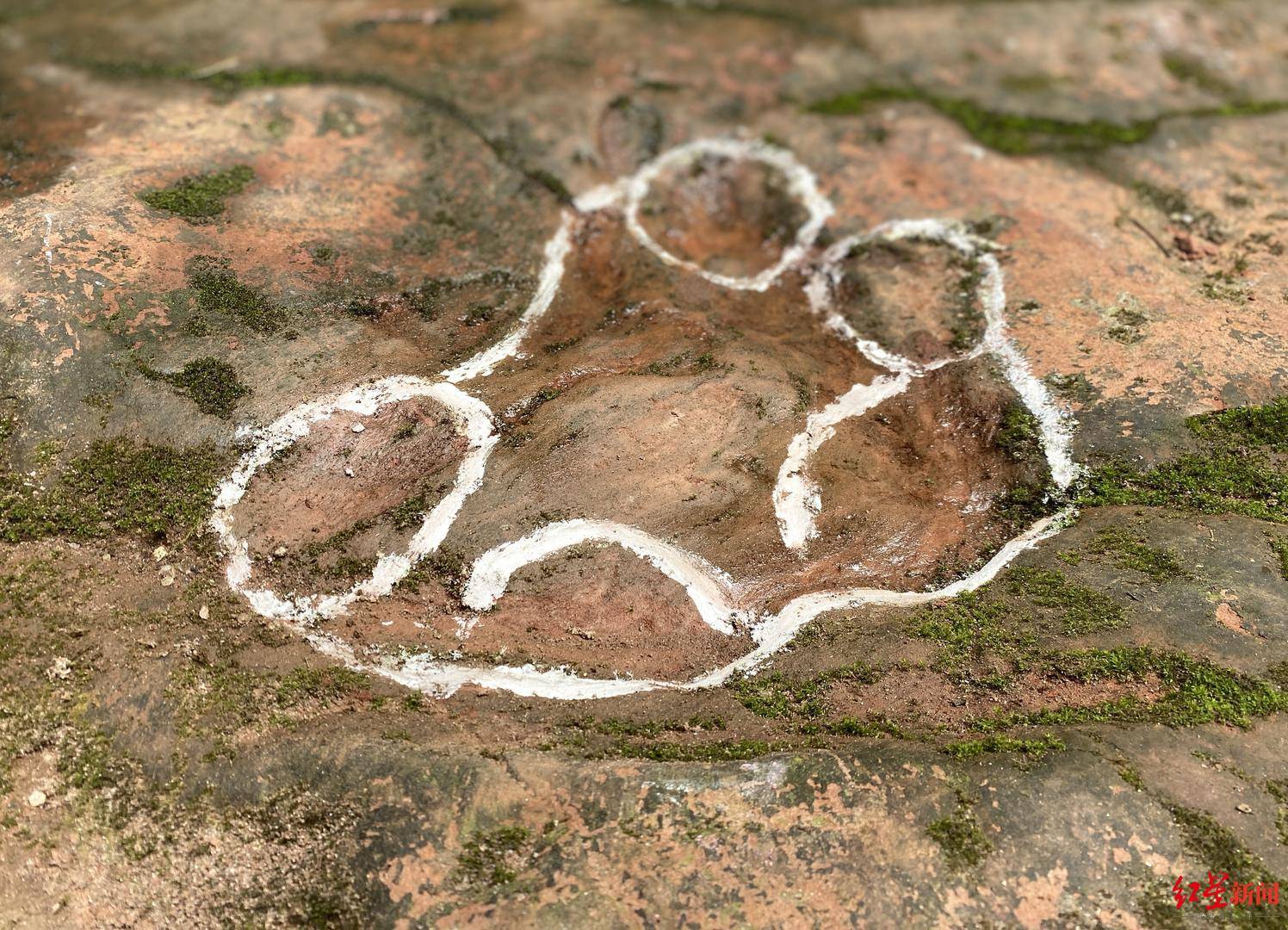 乐山一餐厅发现恐龙足迹餐厅回应质疑清者自清当事专家曾曝5岁男孩