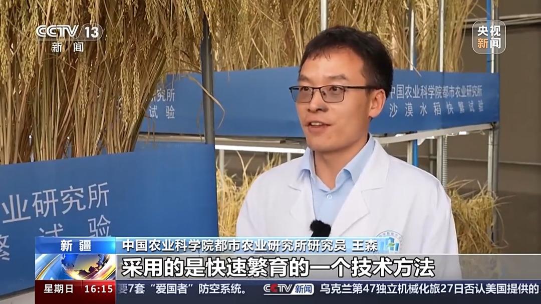 沙漠温室种水稻！中国科学家完成“不可能完成的任务”