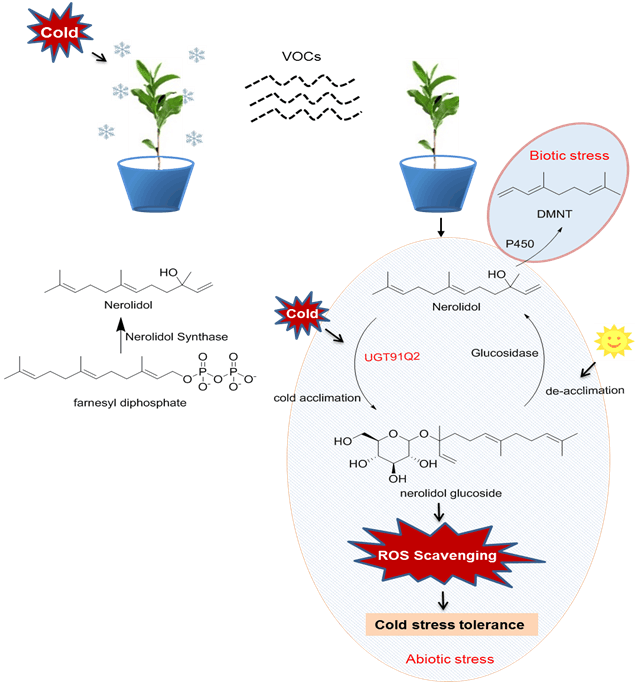 挥发性香气物质可通过糖苷化作用调控茶树低温胁迫的新功能,为植物
