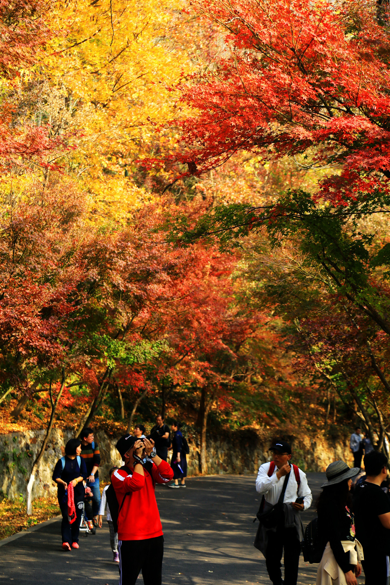 棲霞山牽手紫金山,一條