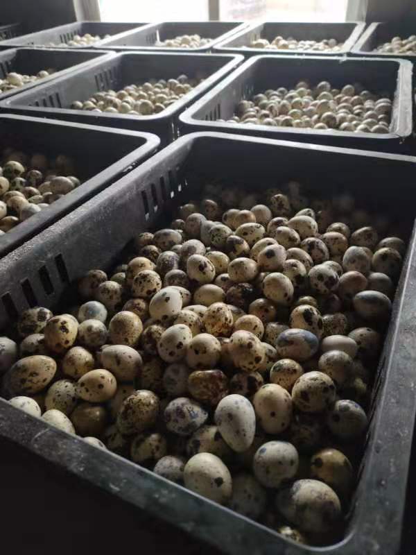 淮安复兴镇为10万只鹌鹑产蛋寻销路