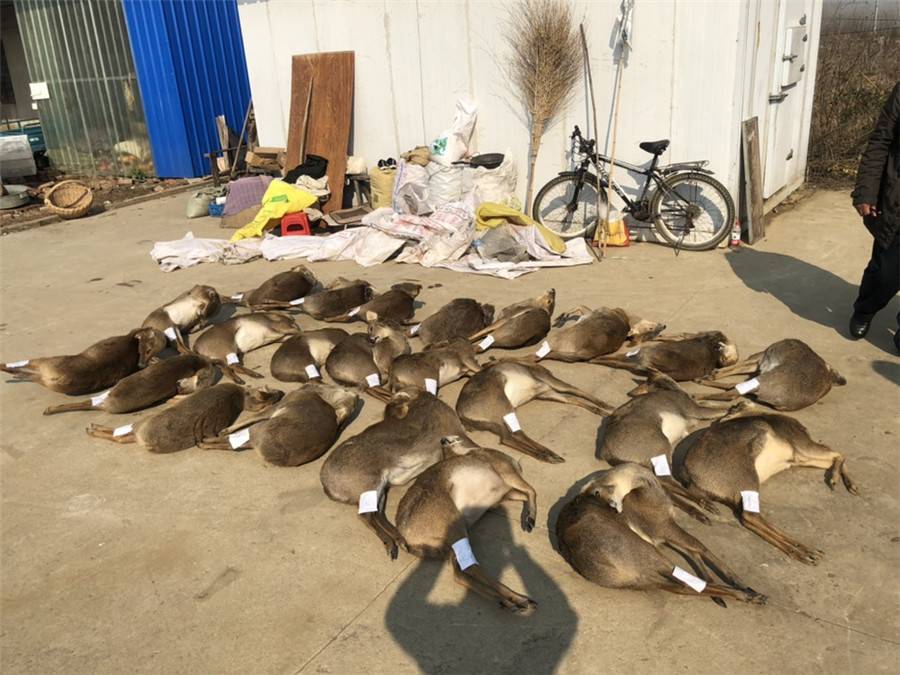 20多只獐子藏尸冷库