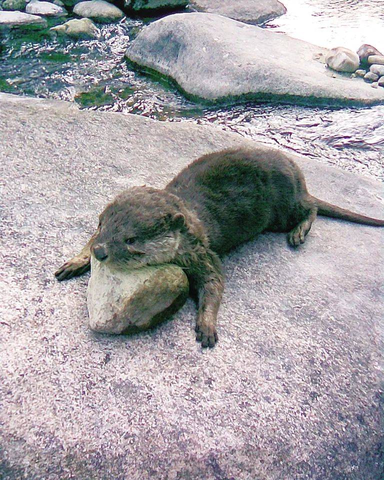 全国仅海南有发现小爪水獭,3年监测到4只