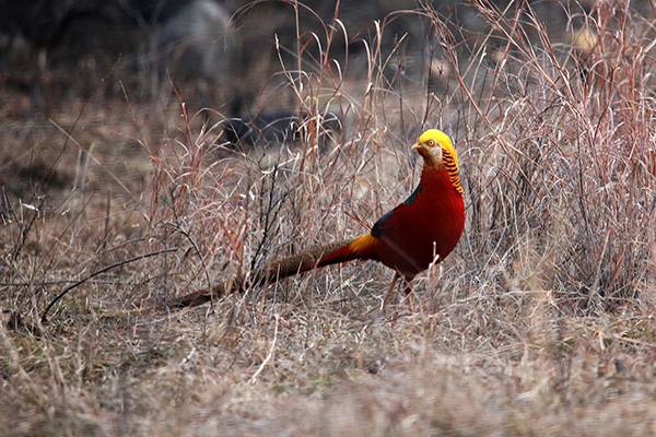 湖南一男子捕食红腹锦鸡,毛冠鹿获刑4年