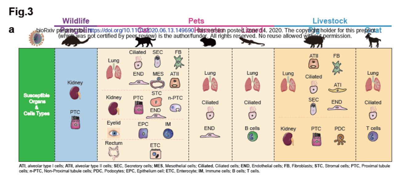 sars-cov-2靶细胞广泛分布在猫的消化系统,呼吸系统,和泌尿系统,之间