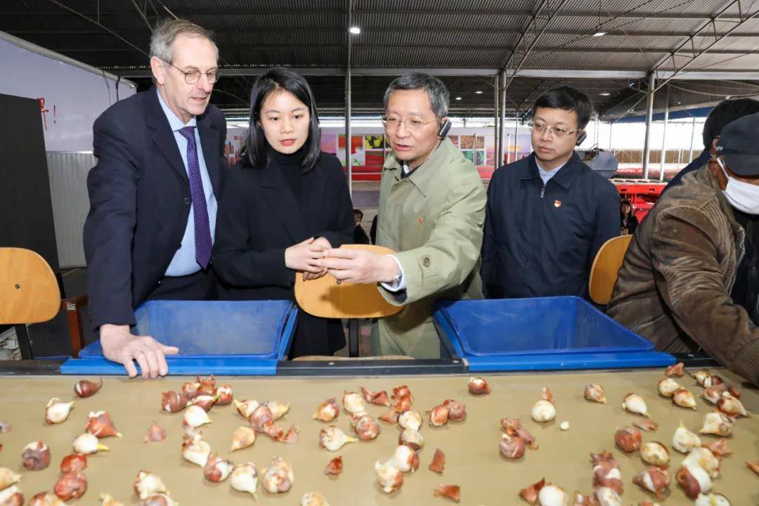 盐城市委书记戴源率队观摩大丰区郁金香种球研培中心.