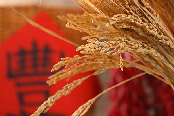 田埂上,去贴近一株稻子的拔节,去倾听一曲蛙鸣的悠扬,和着水稻的幼年