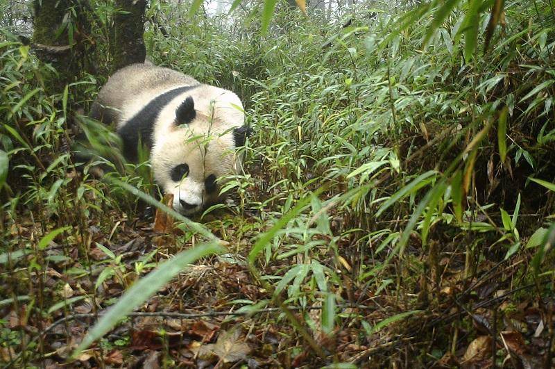 上镜率提升野生大熊猫母子再次同框出镜